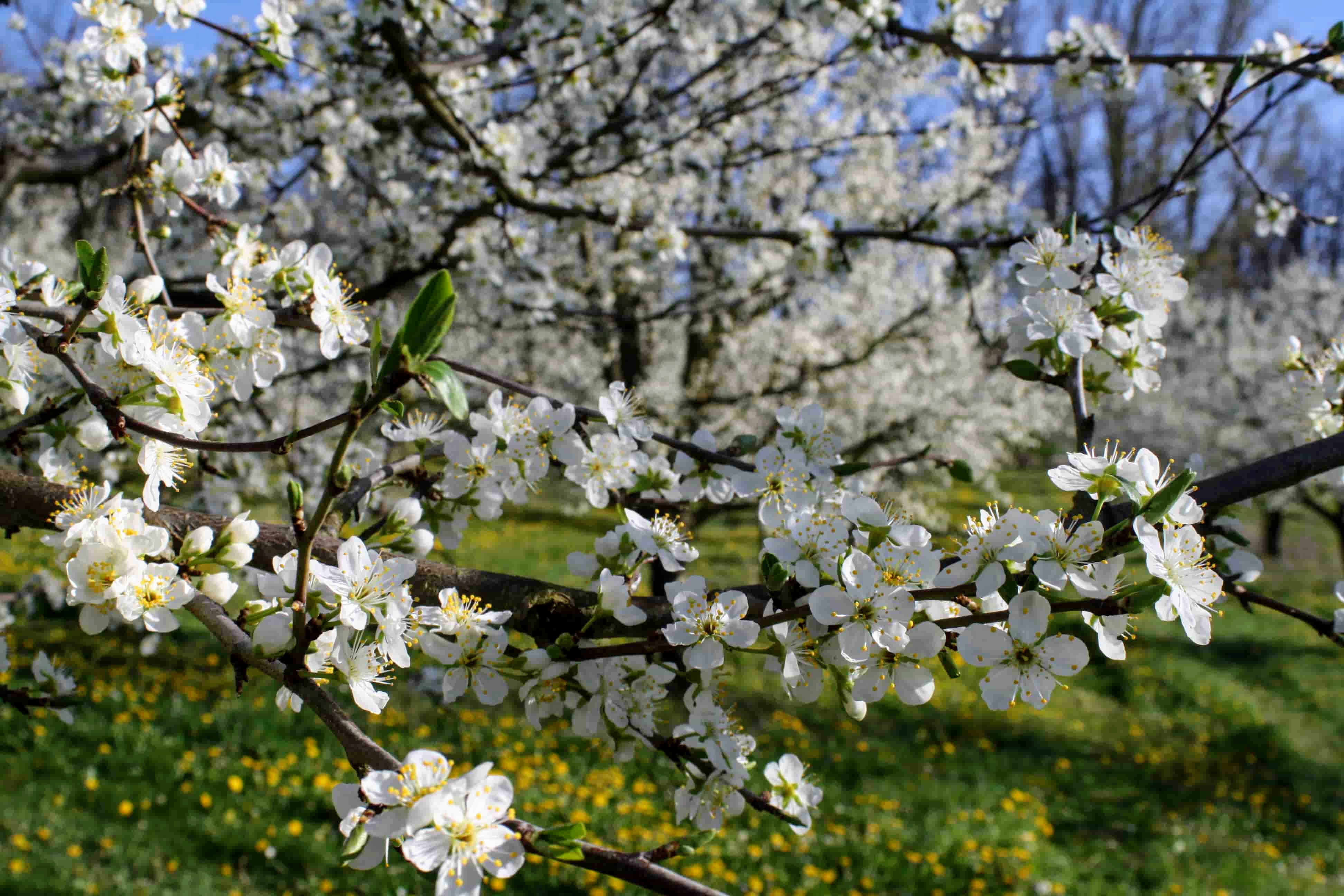 La floraison au chateau de Born