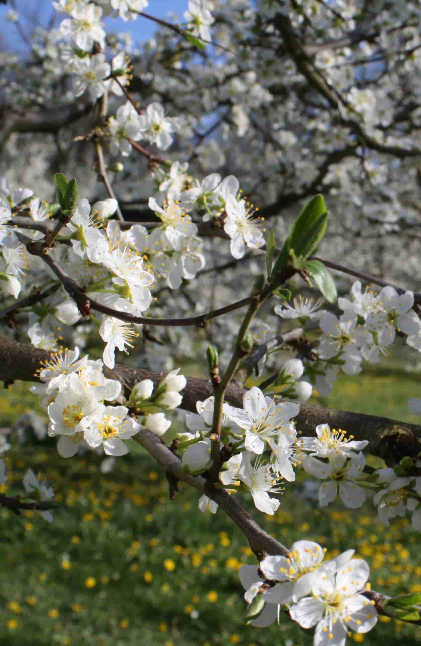 La floraison au chateau de Born